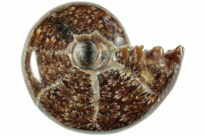 Polished Agatized Ammonite (Phylloceras?) Fossil - Madagascar #236625